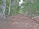 Hanalei-Okolehao Trail